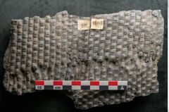 Foto (Detailansicht) von Sigillaria ornata Brongniart (NHMW-GEO-2024-0188-11081)